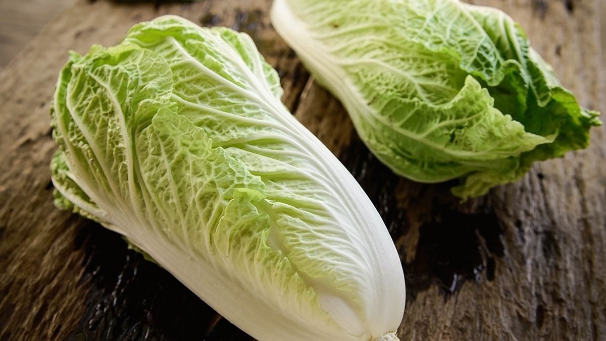 Pale green elongated napa cabbage with white ribs 
